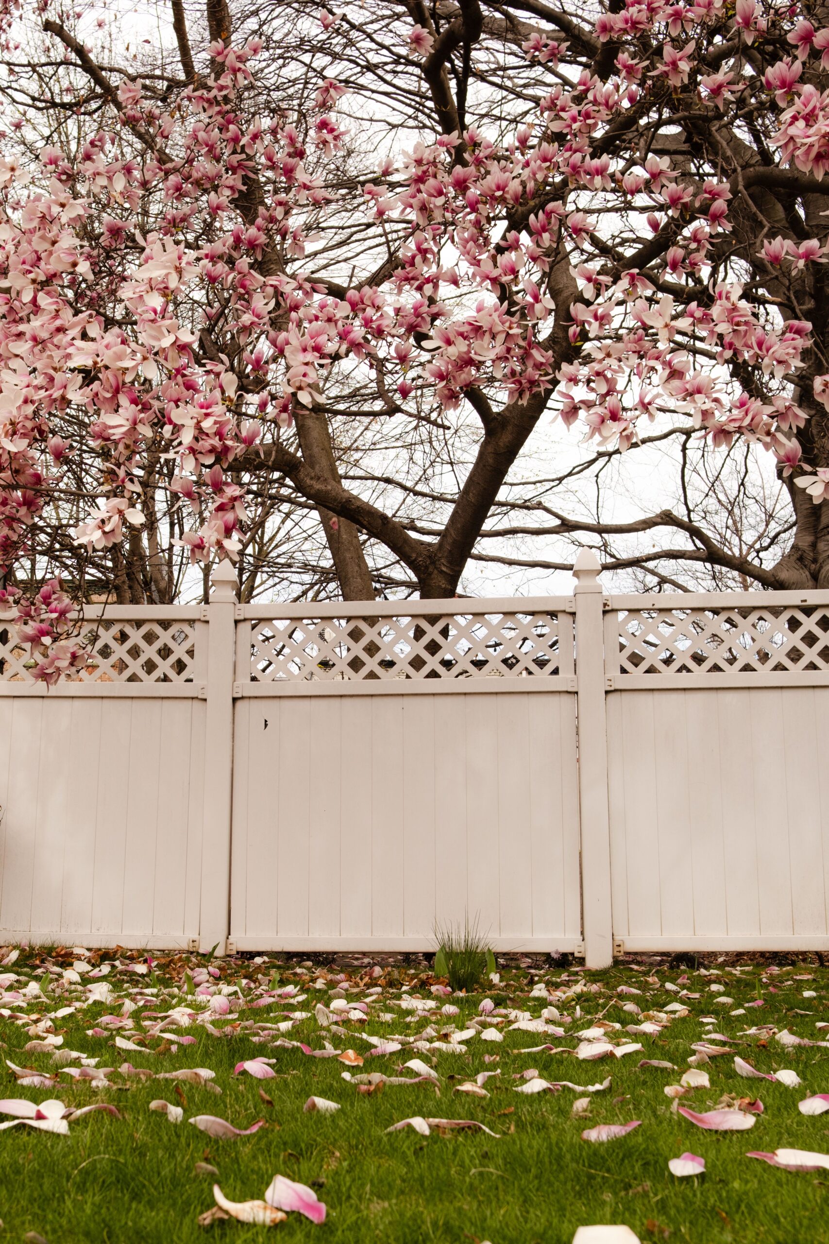 Magnolia tree with pink blossoms over a white fence in spring garden setting.