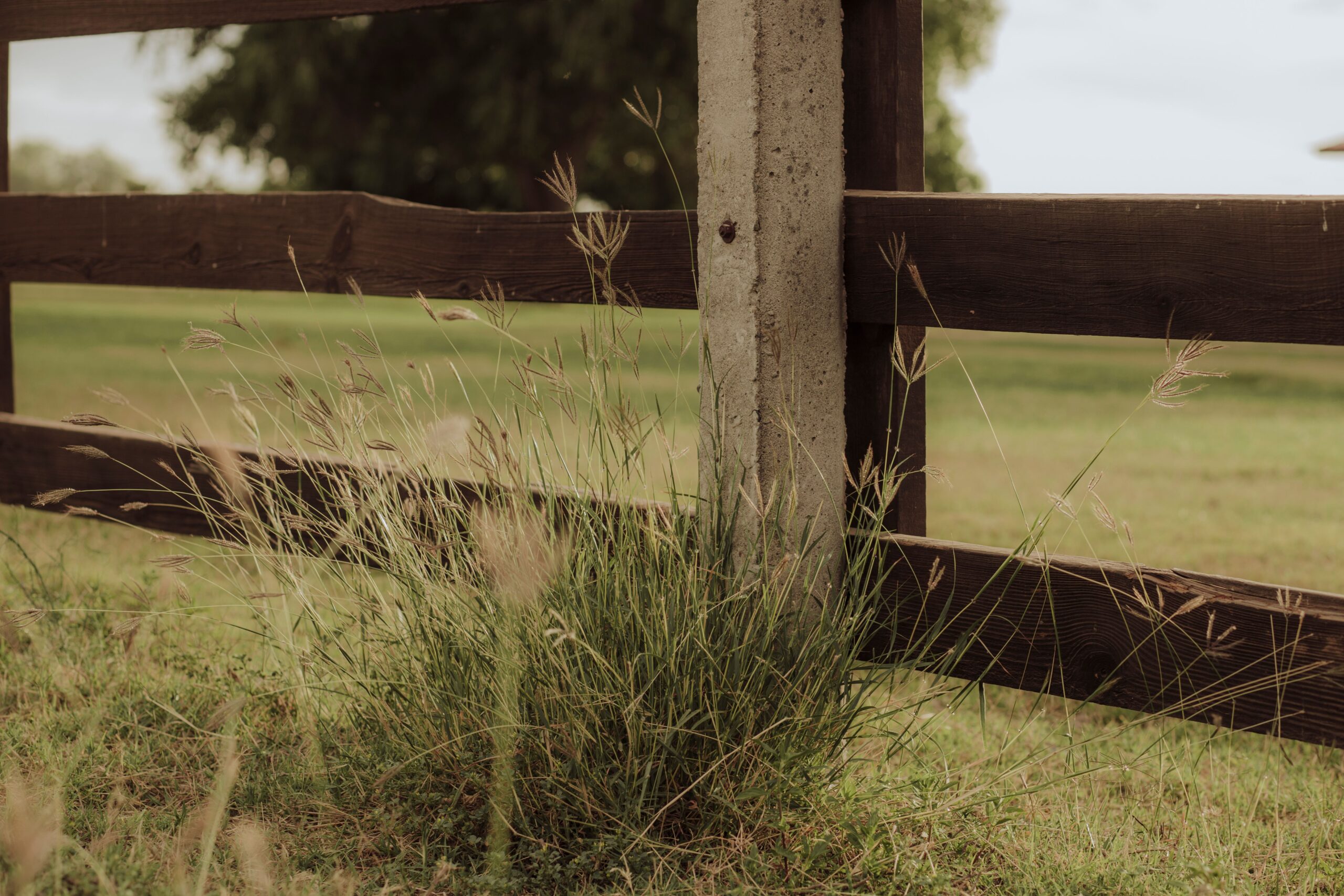 Rustic wooden fence surrounded by lush green grass, evoking a serene countryside feel.